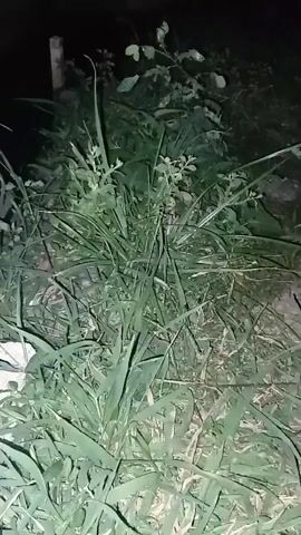 A close-up shot of thick green grass and foliage at night. The lighting is dim and appears to be from a flashlight. Some of the grass stalks are tall and lean over, while others are shorter. There are some dry leaves and twigs mixed in with the grass. The background is dark and out of focus. There are no people or animals visible in the video. The camera is stationary.
