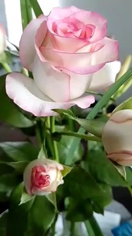 A close-up shot focuses on a bouquet of pink and white roses. The main rose, in full bloom, displays delicate pink edges on its white petals. Several rose buds, some partially open revealing pink centers, are scattered throughout the arrangement. Lush green leaves and stems are visible, creating a vibrant contrast. The background is blurred, suggesting a shallow depth of field, with hints of a bright light source, possibly indicating natural light. The overall composition is serene and aesthetically pleasing, emphasizing the natural beauty of the flowers.
