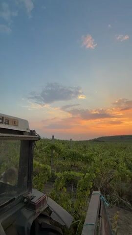 The video shows a tractor in a vineyard during sunset. The tractor's cab is in the foreground, and the rows of grapevines stretch into the background. The sky is blue with some pink and orange clouds, indicating the sun is setting. The overall scene is peaceful and rural.