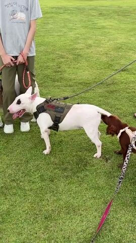 Two dogs are on leashes in a grassy park. One dog is a white bull terrier wearing a green harness. The other is a brown spaniel wearing a white and black spotted harness. The spaniel is sniffing the rear end of the bull terrier. A person wearing a grey t-shirt and olive green pants stands to the left of the bull terrier, holding its leash. Another person, wearing shorts and sandals, stands to the right of the spaniel, holding its leash and walking away from the camera. In the background, other people and trees are visible. The ground is covered in green grass.