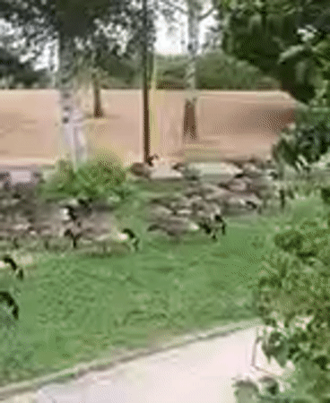 Canada geese take over a Créteil park lawn
