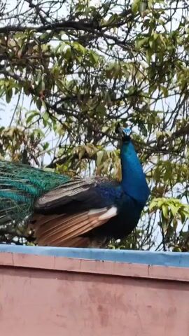 The video shows a peacock perched atop a reddish-brown structure, possibly a wall or roof.  The peacock has vibrant blue and green plumage, and its tail feathers hang down over the edge. Behind the peacock is a tree with green leaves and exposed branches against a cloudy sky. The camera angle is low, looking up at the bird and the tree. The shot is static, with no camera movement.