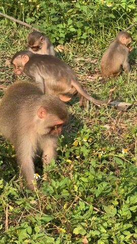 The scene shows four monkeys in a grassy area. One monkey is standing in the foreground, foraging among small plants with white and yellow flowers. It has reddish skin on its face and is mostly light brown in color. To the left and further back, another monkey is sitting and grooming. To the right and further back, a third monkey is sitting and appears to be eating. There is a green rectangular object near the seated monkey on the left. The fourth monkey is partially visible behind the foraging monkey in the foreground. The ground is covered in green grass and scattered small flowers. Sunlight is shining on the scene.