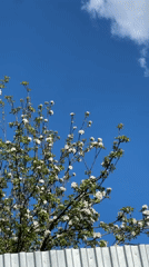 Backyard spring day: child plays, dandelions bloom, temperature hits 47°C
