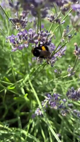 A bumblebee with black and yellow stripes is actively pollinating purple lavender flowers. The scene is a close-up shot of a lavender bush, with many stalks and blooms visible. The background is a blur of green foliage, suggesting a garden or natural setting. The sunlight appears bright, indicating it is daytime. The bumblebee is the primary subject, its fuzzy body contrasting with the delicate petals of the lavender. The overall impression is one of a peaceful, natural moment, highlighting the symbiotic relationship between insects and flowering plants. There is no visible text in the media.