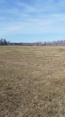 The video shows a large, open field under a partly cloudy blue sky. The field is covered in dry grass and numerous pale, round objects are scattered across it. A line of trees, mostly birch, can be seen in the distance. Towards the end of the video, a dark shape appears in the lower right corner of the frame. It appears to be the arm of someone holding the camera.