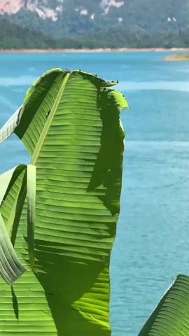 The video shows a close-up of a large, vibrant green banana leaf in the foreground, with its ribbed texture clearly visible. The leaf is partially obscuring the background, which features a wide expanse of calm, turquoise water. In the distance, a motorboat is visible traversing the water, leaving a subtle wake. Beyond the water, a lush green coastline is dotted with trees, and rising behind it are imposing mountains with rocky, exposed cliff faces and a cloudy sky. The sunlight appears bright, casting shadows on the banana leaf and illuminating the scene.
