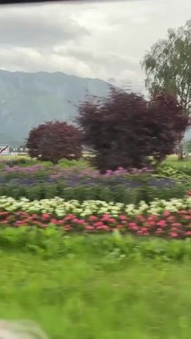 The video shows a blurred landscape as viewed from a moving vehicle. The scene features a large evergreen tree, a decorative sculpture resembling a tree with pear-like objects, a mountainous backdrop, and a cloudy sky. There are also various plants, including flowering bushes and hedges, and road signs are visible in the distance. The overall impression is that of a scenic drive through a rural or park-like area.