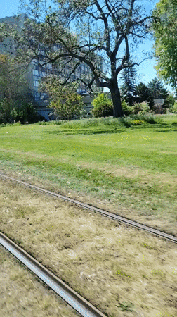 Woman rides tram through sunny Strasbourg park area