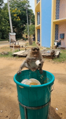 Monkeys scavenge trash, tend newborn in Puttaparthi morning