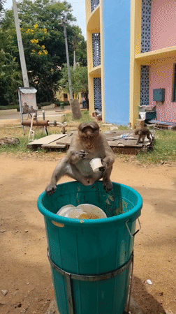 Monkeys scavenge trash, tend newborn in Puttaparthi morning
