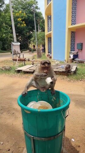Monkeys scavenge trash, tend newborn in Puttaparthi morning