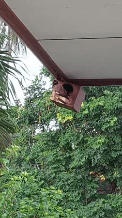 Bird resting inside a rooftop birdhouse in Baan Mae Nam
