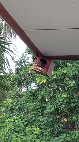 Bird resting inside a rooftop birdhouse in Baan Mae Nam