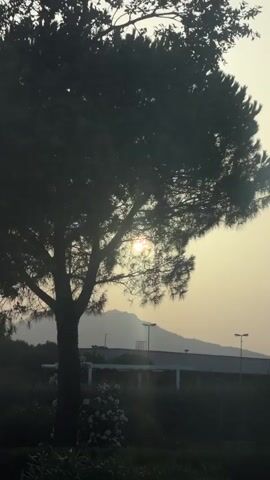 A silhouette of a tree with wispy needles is in the foreground, partially obscuring the sun. The sun is a bright orb peeking through the tree's branches, casting lens flares downwards. In the background, a hazy mountain range is visible. Below the mountains, a white bridge or overpass stretches horizontally, with streetlights spaced out along it. The overall lighting suggests either sunrise or sunset, with a pale yellow sky. In the lower right corner, the roof and side of a white van are visible. There are some dark green bushes and a cluster of small white flowers in the lower left. The scene appears to be an outdoor setting, possibly near a road or a developed area.