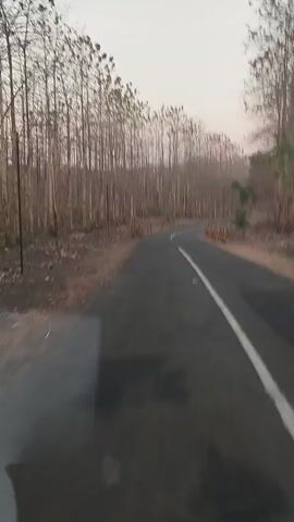 The video shows a road with a white line down the middle, bordered by trees on both sides. The trees are bare, with tall, thin trunks and no leaves. The ground is covered in dry leaves and dirt. The sky is overcast, and the lighting suggests it is either early morning or late evening. The camera appears to be moving, possibly from inside a vehicle, as evidenced by the slight blur and the partial view of a windshield or window on the left side of the frame. The road curves to the right, disappearing into the distance.