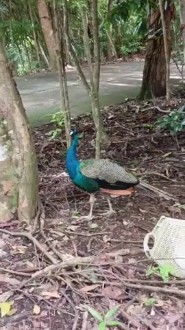 A peacock stands on the ground in a wooded area. The ground is covered in leaves and twigs. There is a paved path in the background. There is a white basket to the right of the peacock.
