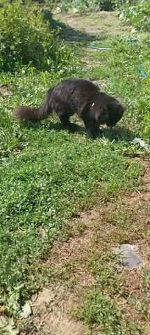 A fluffy black cat is sitting in a grassy area, facing away from the camera, and appears to be sniffing or eating something on the ground. The sun is shining, casting shadows and highlighting the green grass and brown dirt. There are some white flowers scattered in the grass in the background, and a blue hose is visible to the far right. The cat has a white tag or collar around its neck.