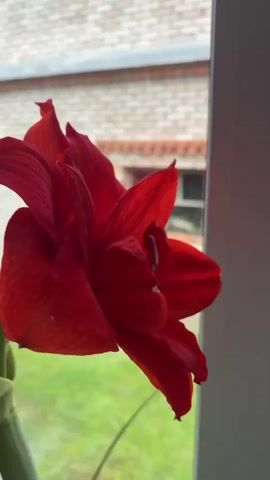 A video shows a close-up of a vibrant red amaryllis flower and its buds. The flower is in full bloom with its petals unfurling. The buds are still closed, hinting at future blooms. The video is filmed indoors, with a window in the background that reveals a brick building and green grass outside. The lighting is natural, suggesting it was filmed during the day. The video pans slightly, allowing for a comprehensive view of the plant.