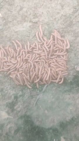 A cluster of small, segmented, pinkish-brown millipedes, estimated to be around 2-3 centimeters in length, are densely packed together on the surface of dirt and moss. They appear to be a group of young millipedes, possibly juveniles. Their bodies are coiled and intertwined, forming a compact mass. The surrounding environment is earthy and appears to be outdoors, with a hint of green moss suggesting a damp or shaded area. The lighting is somewhat diffused, creating a slightly hazy effect over the scene. There are no people visible in the video.