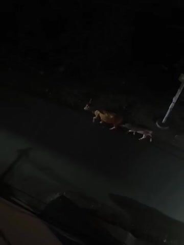 The video shows two cows on a dark, paved surface, possibly a road or pathway. The cow in front is brown with horns and appears to be larger. The cow behind it is lighter in color, possibly gray or light brown, and is smaller. Both cows are facing in the same direction, moving forward. There are some indistinct dark shapes and lines in the background, suggesting a night scene. A bright light source, possibly a streetlamp, is visible on the right side of the frame, casting light on the scene.