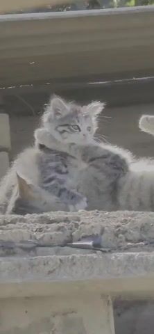 The media file captures a close-up view of two cats, likely a mother and her kitten, resting on a rough, concrete surface. The larger cat, a tabby, is lying down, while a smaller, fluffy kitten, also tabby patterned, is perched on its back. The kitten appears to be grooming itself or playfully interacting with the larger cat. The scene is set outdoors, under what seems to be a sheltered area with a corrugated roof structure visible in the background. The lighting suggests it is daytime, with bright sunlight casting shadows and highlighting the fur of the cats. The environment appears somewhat rough and possibly unfinished, with exposed concrete blocks and textured surfaces. The overall mood is peaceful and domestic, showcasing a moment of comfort and connection between the two felines. There is no visible text in the media file. The location is identified as Төрт-Күл, Kyrgyzstan.