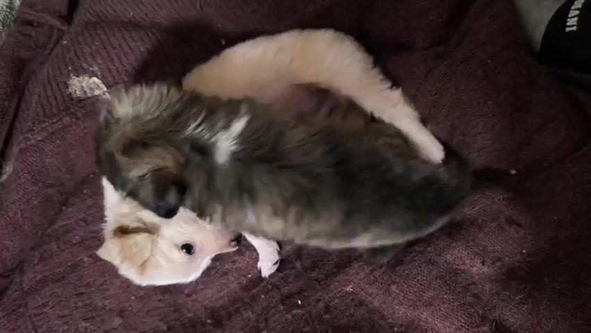 Two puppies lie intertwined on a purple knitted blanket. One is cream-colored, while the other is dark grey and tan. They appear to be sleeping or resting closely together. The background is slightly blurred and includes a dark object in the top right corner.