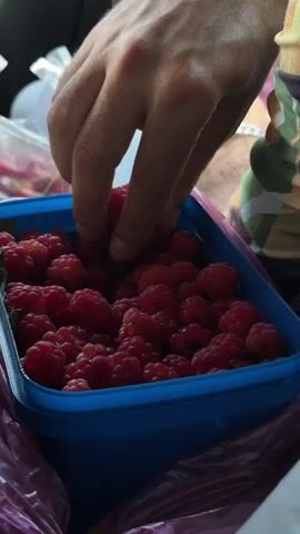 A close-up shot shows a hand reaching into a blue plastic container filled with ripe raspberries. The person's fingers are about to pick up a berry. In the background, a person wearing a patterned shirt and jeans is visible, along with other bags and what appears to be the interior of a vehicle. The lighting is somewhat dim, casting shadows over the berries.