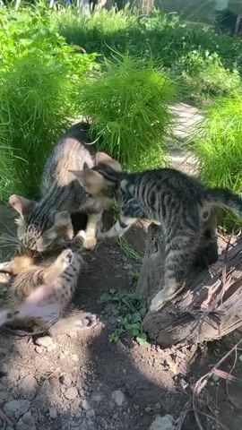 The video shows four kittens playing and interacting in a garden setting. The kittens are mostly tabby-colored. One kitten is lying on its back, being played with by another kitten. A third kitten is looking on, and a fourth kitten is sitting up and observing. They are surrounded by green foliage and loose soil. A tree stump is visible to the right of the frame. The sunlight suggests it is daytime.