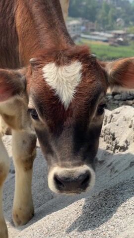 The video is a close-up shot of a young brown and white cow standing on sand or a sandy surface. The cow has a distinct white heart-shaped marking on its forehead. It looks directly at the camera. The background is blurred, showing hints of a town or settlement and some distant hills or mountains under a clear sky.