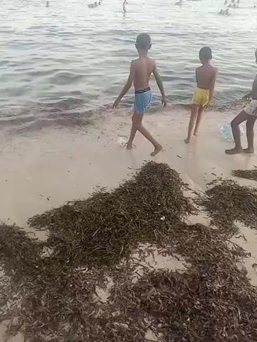 Three young boys are standing on a sandy beach near the water's edge. Two of the boys are standing while the third is bent over picking through seaweed. The boy on the left is wearing blue swim trunks, and the boy in the middle is wearing light-colored swim trunks. The boy who is bent over is wearing light-colored swim trunks and is next to a clear plastic bottle. A large patch of dark seaweed sits in the foreground. In the background, the ocean is visible, with many people swimming and standing in the water. The sky is overcast. A woman in a dress walks past the boys.