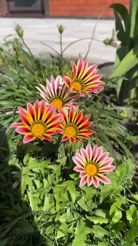 The video shows a close-up view of several vibrant flowers with striped petals in shades of pink, yellow, and red, with yellow centers. The flowers are clustered together in a garden setting, with green foliage and grass surrounding them. In the background, a brick wall and a grey paved area are visible, suggesting an outdoor environment. The lighting indicates it is daytime, likely sunny, as evidenced by the shadows and the bright illumination of the flowers. No people or animals are present in the frame, and the flowers appear to be stationary, with only slight natural movements possibly due to a gentle breeze.