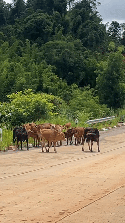 Rural Laos village life documented through cattle, bamboo, meals