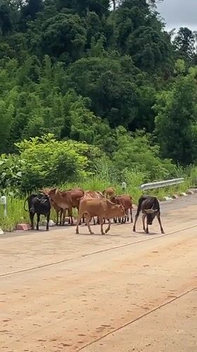 Rural Laos village life documented through cattle, bamboo, meals