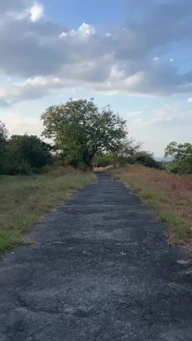 The video shows a paved path winding through a grassy, overgrown landscape. The path appears old and weathered, with patches of white on its surface. On either side of the path, dry, golden grasses and green foliage create a wild, untamed atmosphere. In the center of the frame, a large, leafy tree stands prominently, its branches spread wide against a blue sky dotted with white, fluffy clouds. The scene suggests a rural or natural setting, possibly a park or abandoned road, in Kubutambahan, Indonesia. The lighting indicates it is either early morning or late afternoon, as the sun casts a soft glow. The overall mood is peaceful and somewhat serene, with a hint of abandonment due to the state of the path and the untamed vegetation. There is no visible text in the video.