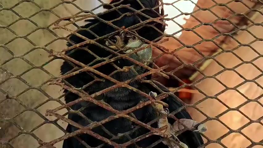 The video shows a close-up of a black bird, possibly a raven or crow, in an enclosure made of rusty wire mesh. The bird is perched and its talons are visible gripping something, likely the perch itself. The bird's head is turned slightly, and its eye is visible. The background is out of focus but appears to be a dimly lit space with some wooden structures. The wire mesh is in the foreground, obscuring parts of the bird and creating a lattice effect.