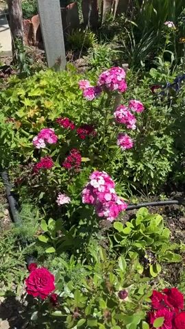 The video shows a flower garden on a sunny day. The garden is filled with a variety of flowers, including pink and white phlox, purple clematis, red and pink roses, white yarrow, and other greenery. There is a small, wooden trellis supporting the clematis. A water hose is visible snaking through the garden bed. Beyond the garden, a lawn, trees, and a building are visible. There is also a white beach chair and a blue folding chair visible in the background.