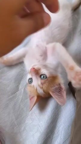 A person's hand is petting a small, orange and white kitten that is lying on its back on a textured, light-colored surface. The kitten's eyes are open and blue, and its tongue is visible. The hand is interacting with the kitten's front paws, and the kitten appears to be playfully biting or nibbling at the hand. The background is blurred, but suggests a light-colored, possibly fabric, surface.