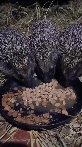 Three hedgehogs eating from a shared bowl in rural Ukraine