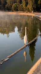 Evening joggers and wildlife captured in urban waterfront park