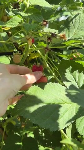 A hand is picking a ripe red raspberry from a bush. The raspberry is held between a thumb and forefinger. The background is a blur of green leaves and a bright blue sky. The video is short and focuses on the action of picking the berry.