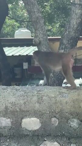 A monkey walks on a stone wall in front of a building with a green roof and trees. The monkey pauses and then sits down.