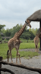 Giraffes mingle with diners at a Wuxing wildlife restaurant