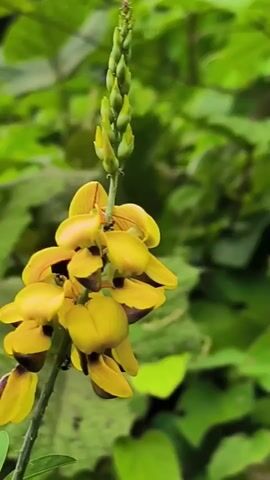 The media file is a close-up, vertical shot of a flowering plant with bright yellow blossoms. The flowers are clustered on a stem that extends upwards, with a bud cluster at the very top. The petals of the flowers are a vibrant yellow, with some darker brown or purplish markings at their bases. The background is a blur of lush green foliage, suggesting an outdoor, natural setting. The lighting appears soft and diffused, indicating it might be daytime, possibly overcast or in a shaded area. There are a few tiny dark specks visible on the petals, which could be insects or part of the flower's natural texture. The focus is sharp on the flowers, drawing the viewer's attention to their intricate details and vivid color. The overall impression is one of natural beauty and delicate growth. The provided location context is Langkuta, Indonesia, which aligns with the tropical, verdant appearance of the background. There is no visible text in the media file.