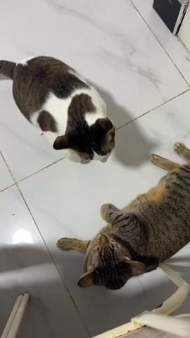A medium shot captures two cats on a tiled floor. The cat on the left is upright, facing down towards the cat on the right. It has a white chest and belly with brown and black patches on its back and head. The cat on the right is lying on its back, looking upwards. It has tabby markings on its fur. The floor is white with grey grout lines. A small portion of white furniture is visible in the bottom right corner of the frame. The lighting is dim, with some shadows cast on the floor.
