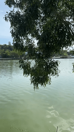 White water birds observed at lakeside in Baan Chaweng Thailand