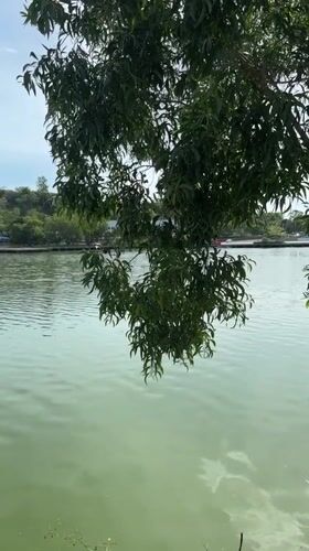 White water birds observed at lakeside in Baan Chaweng Thailand