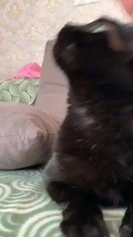 The video shows a black cat being petted by a person. The cat has green eyes and is lying on a bed or couch. The background is out of focus but appears to be a room with wallpaper. The person's hand is visible petting the cat's head. The cat appears to be relaxed and enjoying the petting.