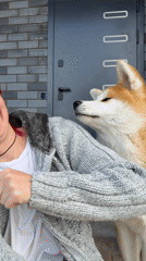 Woman with pink hair bonds with Akita dog in Russia
