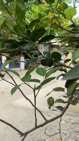 The camera focuses on the branch of a plant with green leaves. The background is blurry, but it appears to be a courtyard or outdoor area with a building in the distance. The branch is in the foreground, and the camera is at eye level. The lighting appears to be natural daylight. There are no people visible in the frame.